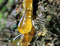 Resine pin Flora