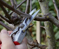 Taille trigemme Mioulane NewsJardinTV 9465128