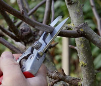 Taille trigemme Mioulane NewsJardinTV 9465128