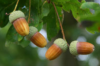 Chene Gland Mioulane NewsJardinTV IMG 5899