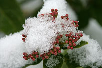 Viburnum tinus Hiver Neige Mioulane NewsJardinTV NPM 2607525710