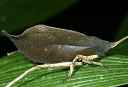 Sauterelle Katydide Mioulane NewsJardinTV NPM850314028