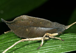 Sauterelle katydid vue au Costa Rica. ©N. & P. Mioulane / NewsJardinTV Sauterelle Katydide Mioulane NewsJardinTV NPM850314028