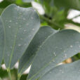Aleurodes Schefflera Mioulane NewsJardinTV XY7S7889