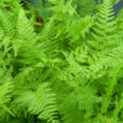 Ariostegia Fougere Mioulane Jardimiou NewsJardinTV NPM 2307516247