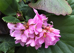Bergenia Fleur Mioulane NewsJardinTV IMG 4305