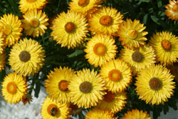 Bracteantha Dreamtime Yellow Immortelle Mioulane Jardimiou NewsJardinTV 16798457