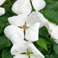 Cornus Venus Mioulane Jardimiou NewsJardinTV NPM 2507526205