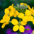 Erysimum Giroflee Mioulane NewsJaridnTV Jardimiou NPM 850380082