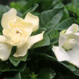 Gardenia Mioulane NewsJardinTV NPM 719516174