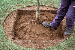 Plantation arbre Tassage Flora