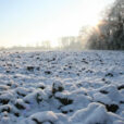 Sol Neige Hiver Flora