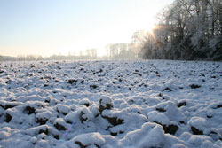 Sol Neige Hiver Flora