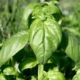 Basilic Ocimum basilicum Mioulane NewsJardinTV NPM 850324339