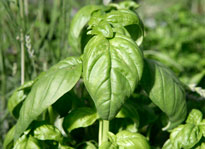 Basilic Ocimum basilicum Mioulane NewsJardinTV NPM 850324339