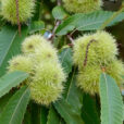 Castanea sativa Mioulane Jardimiou NewsJardinTV NPM 2607522155