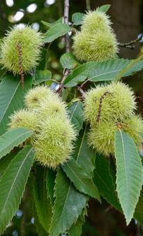 Castanea sativa Mioulane Jardimiou NewsJardinTV NPM 2607522155