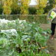Chaulage Potager Mioulane NewsJardinTV 794613827139