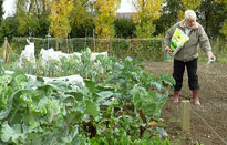 Chaulage Potager Mioulane NewsJardinTV 794613827139