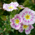Convolvulus tricolor Mioulane NewsJardinTV NPM 850453867