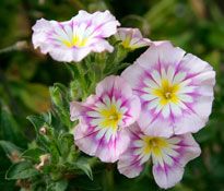Convolvulus tricolor Mioulane NewsJardinTV NPM 850453867