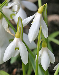 Galanthus Perce Neige Mioulane NewsJardinTV IMG 4383