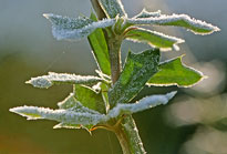 Givre Mahonia NewsJardinTV NPM 2607525718