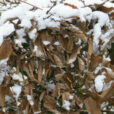 Hiver Froid Neige NewsJardinTV NPM 2607525799