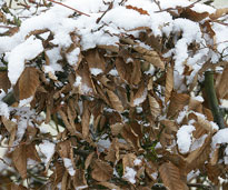Hiver Froid Neige NewsJardinTV NPM 2607525799