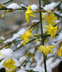 Jasminum nudiflorum neige Mioulane Jardimiou NewsJardinTV NPM 2607525767