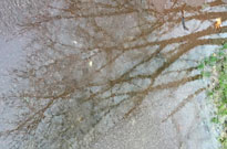 Pluie reflets Branches Mioulane NewsJardinTV IMG 4333