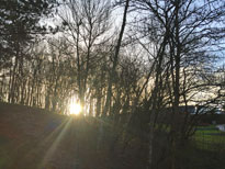 Soleil Hiver Mioulane NewsJardinTV Jardimiou IMG 4344