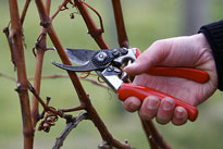 Taille Vigne Secateur Flora
