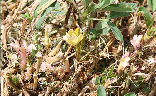 Nematode Luzerne degat Flora