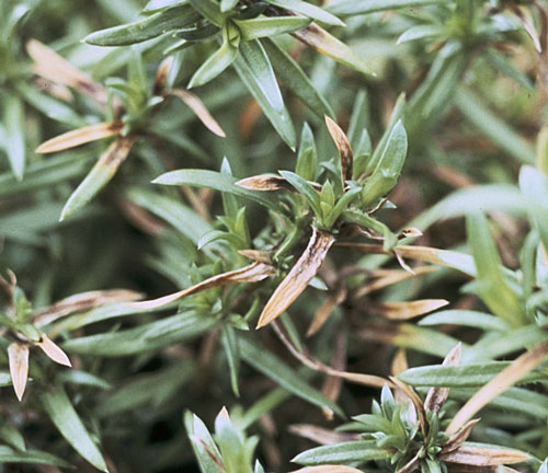 Nematode Phlox Wick