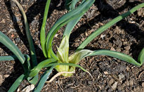 Oignon nematode Vignette Flora