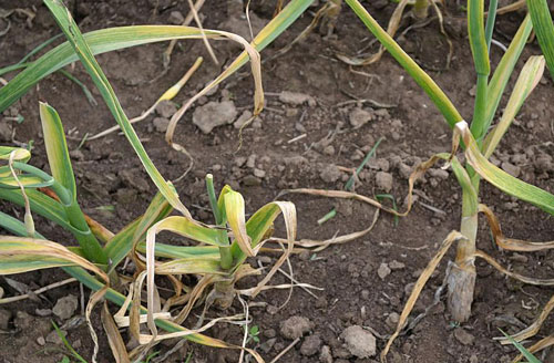 Oignons attaque Nematode Houx