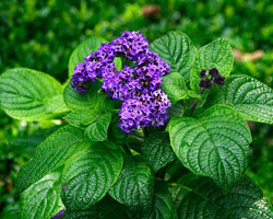 Heliotropium arborescens