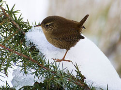 Troglodyte mignon hiver Fauna