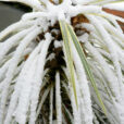 Yucca Neige Mioulane NewsJardinTV NPM 2607524289
