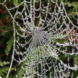 Araignee Toile Givre Mioulane NewsJardinTV NPM 2607525994