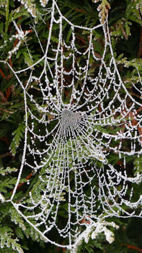 Araignee Toile Givre Mioulane NewsJardinTV NPM 2607525994