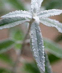 Givre Feuille Mioulane NewsJardinTV NPM 2607525770