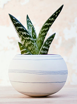 Aloe variegata Pot Flora