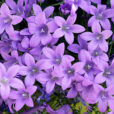 Campanula Mioulane NewsJardinTV Jardimiou NPM 850402003