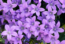 Campanula Mioulane NewsJardinTV Jardimiou NPM 850402003