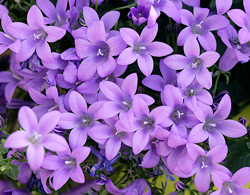 Campanula Mioulane NewsJardinTV Jardimiou NPM 850402003