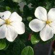Gardenia Mioulane NewsJardinTV Jardimiou NPM 85006211