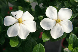 Gardenia Mioulane NewsJardinTV Jardimiou NPM 85006211