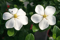 Gardenia Mioulane NewsJardinTV Jardimiou NPM 85006211